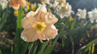 Güneşli bahar gününde çiçek açan narsisli çiçek. Narcissus çeşitliliğindeki kayısı girdabından oluşan çeşitli bir çiçek. Pembe beyaz taç yaprakları, yeşil yaprak ve parlak güneş ışınlarıyla doludur.