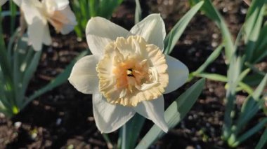 Narsisli çiçek açan Petit Four yakın plan. Beyaz ve sarı taç yaprakları dolgunluk, erkeklik organları ve güneşli bahar günlerinde yapraklar. Çiçeklerin seçilmesi. Doğa