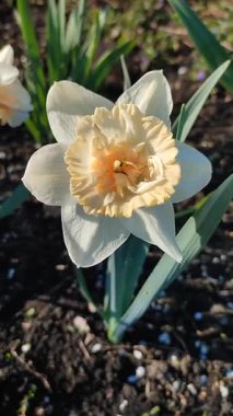 Çiçek açan narsis türü Petit Four yakın plan. Güneşli bahar gününde yaprakları yere dökülmüş, kabarık sarı taç yaprakları ve erkeklik organları. Çiçek seçimi. Doğa Dikey