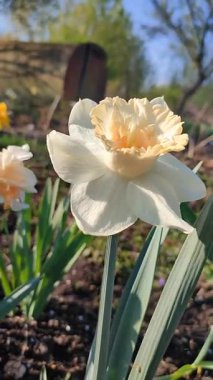Çiçek açan narsis türü Petit Four yakın plan. Güneşli bahar gününde yaprakları yere dökülmüş, kabarık sarı taç yaprakları ve erkeklik organları. Çiçek seçimi. Doğa Dikey