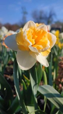 Çiçek açan nergis çiçeği çeşidi Altın İnci. Narcissus ve mavi gökyüzünün arka planında yeşil saplı beyaz turuncu yapraklar ve güneşli baharda bahçedeki çayırlarda yetişiyor. Dikey