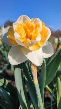 Çiçek açan nergis çiçeği çeşidi Altın İnci. Narcissus ve mavi gökyüzünün arka planında yeşil saplı beyaz turuncu yapraklar ve güneşli baharda bahçedeki çayırlarda yetişiyor. Dikey