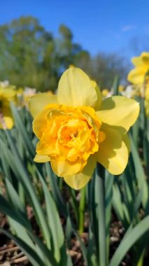 Blooming narcissus flower on sunny spring day. Varietal flower of narcissus variety Dick Wilden. Many yellow petals collected in inflorescence on green stem with leaves growing in flower bed. Vertical