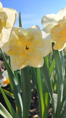 Çiçek açan nergis çiçeği çeşidi Altın İnci. Mavi gökyüzünün arka planında yaprakları olan ve güneşli baharda toprakta büyüyen yeşil saplı kabarık sarı yapraklar. Dikey