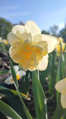 Çiçek açan nergis çiçeği çeşidi Altın İnci. Mavi gökyüzünün arka planında yaprakları olan ve güneşli baharda toprakta büyüyen yeşil saplı kabarık sarı yapraklar. Dikey