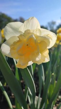 Çiçek açan nergis çiçeği çeşidi Altın İnci. Mavi gökyüzünün arka planında yaprakları olan ve güneşli baharda toprakta büyüyen yeşil saplı kabarık sarı yapraklar. Dikey