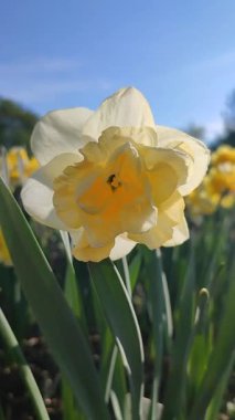 Çiçek açan nergis çiçeği çeşidi Altın İnci. Mavi gökyüzünün arka planında yaprakları olan ve güneşli baharda toprakta büyüyen yeşil saplı kabarık sarı yapraklar. Dikey