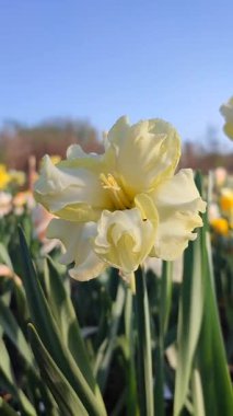 Çiçek açan nergis türünden Sunny Side yakından. Mavi gökyüzünün arka planında ergenlik çağında sarı yapraklar ve güneşli bahar günlerinde bahçe çayırlarında büyüyen topraklar. Doğa Dikey