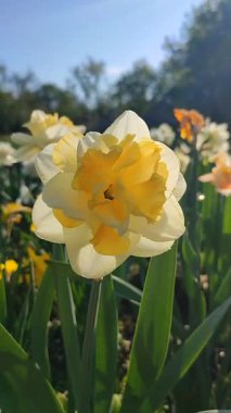 Güneşli bahar gününde çiçek açan nergis çiçeği kapanıyor. Narsislerin çeşitli çiçekleri Altın İnci. Yeşil saplı sarı beyaz taç yaprakları ve dikey bahçedeki yapraklar.