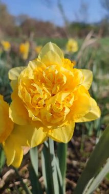 Blooming narcissus flower on sunny spring day. Varietal flower of narcissus variety Dick Wilden. Many yellow petals collected in inflorescence on green stem with leaves growing in flower bed. Vertical