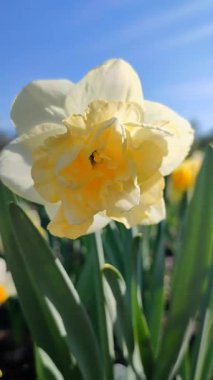 Çiçek açan nergis çiçeği çeşidi Altın İnci. Mavi gökyüzünün arka planında yaprakları olan ve güneşli baharda toprakta büyüyen yeşil saplı kabarık sarı yapraklar. Dikey