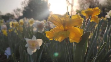 Çiçek açan narsisli çeşitli Altın Disk. Bahçedeki çayırlarda yetişen bulanık çiçek açan nergis çiçeğinin arka planında yeşil saplı ereksiyonlu sarı yapraklar. Parlak güneş ışınları