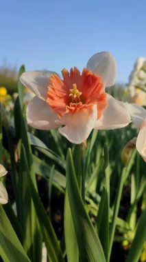 Çiçek açan nergis çeşitleri, beyaz ve turuncu kırmızı taç yapraklı ve erkeksi çiçekli ayaklanmalar ve güneşli bir bahar günü, mavi gökyüzü ile bahçedeki çayırlarda büyüyen ağaçlar. Dikey