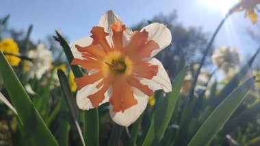 Narcissus Shrike türünün güzel çiçekleri. Parlak turuncu yapraklar, beyaz yapraklar, yeşil gövdeler, güneşli bahar gününde bahçede mavi gökyüzüne karşı. Çiçeklerin seçimi ve üretimi