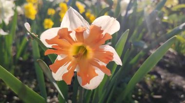 Narcissus türünün güzel çiçekleri Shrike 'ın yakın çekimi. Yeşil saplı beyaz yapraklı parlak turuncu yapraklar, güneşli bahar gününde bahçede çiçek tarhında yapraklar. Doğa