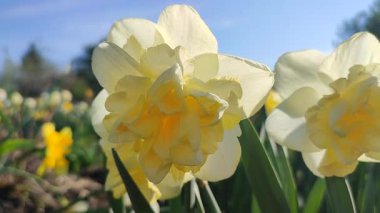 Çiçek açan nergis çiçeği çeşidi sarı yapraklı yeşil yapraklı sarı inciler narsist çiçeklerin arka planında yapraklar ve güneşli baharda bahçedeki çayırda yetişen yapraklar..