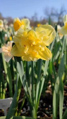 Çiçekli nergis çiçekleri, sarı yapraklı sarı yapraklı denizciler. Arka planda bulanık narsisli çiçekler ve mavi gökyüzü var. Güneşli bahar günlerinde bahçedeki çayırlarda büyüyorlar. Dikey