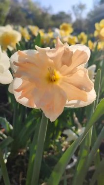 Güneşli bahar gününde çiçek açan narsis çiçeği. Narcissus çeşitliliğindeki kayısı girdabından oluşan çeşitli bir çiçek. Beyaz yaprakların üzerindeki pembe taç yaprakları dolgunluk, yeşil yaprakların üzerindeki erkeklik organları dikey.