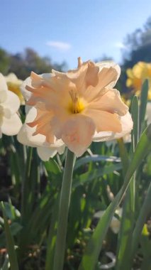 Güneşli bahar gününde çiçek açan narsis çiçeği. Narcissus çeşitliliğindeki kayısı girdabından oluşan çeşitli bir çiçek. Beyaz yaprakların üzerindeki pembe taç yaprakları dolgunluk, yeşil yaprakların üzerindeki erkeklik organları dikey.