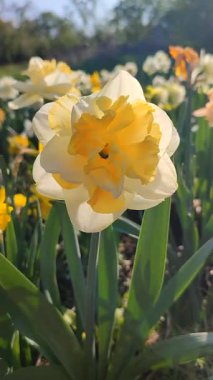 Güneşli bahar gününde çiçek açan bir nergis. Narsislerin çeşitli çiçekleri Altın İnci. Yeşil saplı ve dikey yapraklı pullu beyaz yapraklı sarı taç yaprakları.