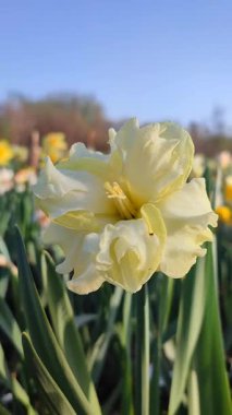 Çiçek açan sarı nergis çiçekleri. Sunny Side Up. Arka planda bulanık narsislerin yaprakları üzerinde sabah çiği damlaları. Doğa Dikey