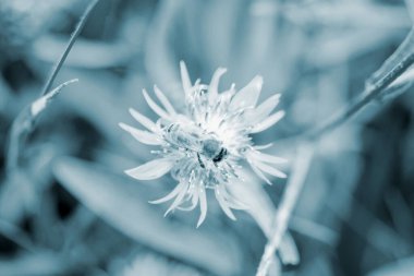 İnce yaprakları olan güzel mavi çiçek ve bulanık yeşil arka planda bulanık arının üzerine arı. Doğal arkaplan Doğa arkaplanı