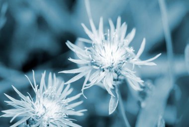 İnce taç yaprakları ve bulanık yeşil arka planda kekemeliğiyle güzel açan mavi mor çiçek. Doğal doğa.