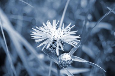 İnce yaprakları olan güzel mavi çiçek ve bulanık yeşil arka planda bulanık arının üzerine arı. Doğal arkaplan Doğa arkaplanı