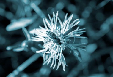 İnce yaprakları olan güzel mavi çiçek ve arka planda bulanık arkaplanda arı var. Doğal doğa kusursuz döngü