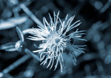 İnce yaprakları ve bulanık arkaplanı olan güzel mavi çiçek. Doğal doğa.