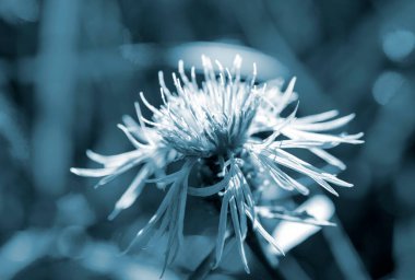 İnce yaprakları ve bulanık arkaplanı olan güzel mavi çiçek. Doğal doğa.