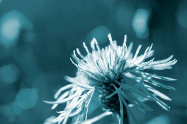 İnce yaprakları ve bulanık arkaplanı olan güzel mavi çiçek. Doğal doğa.