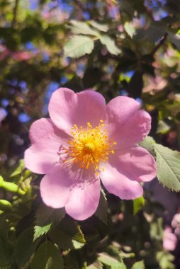 Güneşli yaz gününde çalılıklarda pembe gül çiçeği. Güllük gülistanlık. Yeşil yapraklı bir çalılıkta çiçek açan bir sürü sarı gül goncası olan pembe taç yaprakları. Doğal güneş ışığı. Doğa doğal.