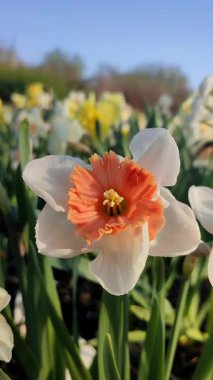 Çiçek açan nergis çeşitleri, beyaz ve turuncu kırmızı taç yapraklı ve erkeksi çiçekli ayaklanmalar ve güneşli bir bahar günü, mavi gökyüzü ile bahçedeki çayırlarda büyüyen ağaçlar. Dikey