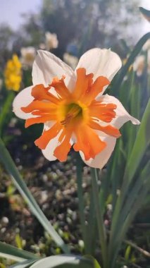 Narcissus çeşitliliğinden güzel çiçek açan Shrike yakın plan. Yeşil saplı beyaz yapraklı parlak turuncu yapraklar, güneşli bahar gününde bahçede çiçek tarhında yapraklar. Doğa Dikey