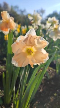 Güneşli bahar gününde çiçek açan narsis çiçeği. Narcissus çeşitliliğindeki kayısı girdabından oluşan çeşitli bir çiçek. Beyaz yaprakların üzerindeki pembe taç yaprakları dolgunluk, yeşil yaprakların üzerindeki erkeklik organları dikey.