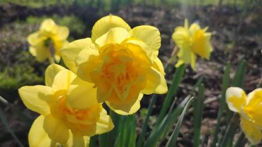 Beautiful blooming narcissus flower on sunny spring day. Varietal flower of narcissus variety Dick Wilden. Many yellow petals collected in inflorescence on green stem with leaves growing in flower bed