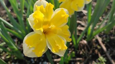 Güneşli bahar gününde çiçek açan narsis çiçeği. Narcissus çeşitliliğinde çeşitli muz serpintisi. Yeşil saplı ve yapraklı mantarlı beyaz yapraklar üzerine sarı yapraklar.