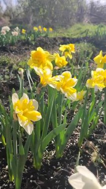 Güneşli bahar gününde çiçek açan narsis çiçeği. Varyete çiçeği narsisli Muz Splash. Beyaz yaprakların üzerine sarı yapraklar oyulmuş. Yeşil saplı erkek organlar. Dikey