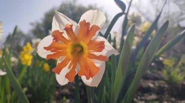 Narcissus türünün güzel çiçekleri Shrike 'ın yakın çekimi. Yeşil saplı beyaz yapraklı parlak turuncu yapraklar, güneşli bahar gününde bahçede çiçek tarhında yapraklar. Doğa