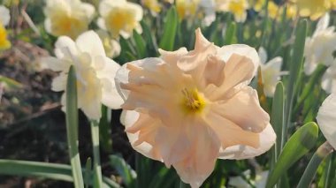 Güneşli bahar gününde çiçek açan narsis çiçeği. Narcissus çeşitliliğindeki kayısı girdabından oluşan çeşitli bir çiçek. Beyaz yaprakların üzerindeki pembe taç yaprakları kabarıklıklarla doludur ve yeşil yaprakların üzerindeki mantarlar toprakta olur.