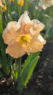 Güneşli bahar gününde çiçek açan narsis çiçeği. Narcissus çeşitliliğindeki kayısı girdabından oluşan çeşitli bir çiçek. Beyaz yaprakların üzerindeki pembe taç yaprakları dolgunluk, yeşil yaprakların üzerindeki erkeklik organları dikey.