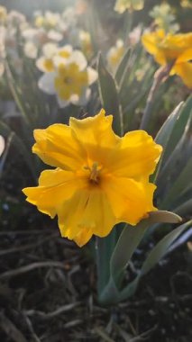 Güneşli bahar gününde çiçek açan narsisli çiçek. Narsisli çeşitli Altın Disk çiçekleri. Çiçek tarhında yetişen yapraklarla birlikte yeşil sapta birçok sarı taç yaprakları toplandı.