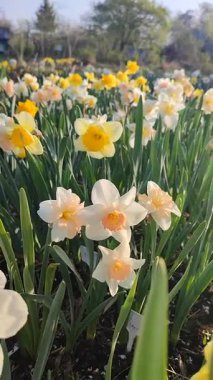 Çiçek açan nergis çiçekleri. Sarı, pembe, yeşil saplı beyaz yapraklar. Güneşli bahar gününde bahçede büyüyorlar. Çiçeklerin seçilmesi. Tarım ve bahçıvanlık. Dikey