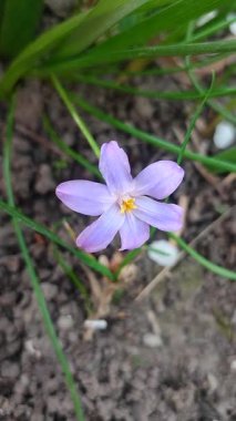 Mor küçük chionodoxa çiçeği yaklaş. Mor taç yapraklarıyla çiçek açan, yerde büyüyen sarı mantarlar. Çiçekli yatak. Seçici üreme çeşitliliği çiçekleri. Dikey Tarım Bahçeciliği