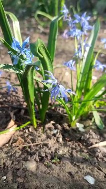 Mor küçük kar tanesi çiçeği. Çiçek açan mavi yapraklar ve yeşil saplı, toprakta büyüyen yapraklar. Çiçekli yatak. Seçici üreme çeşitliliği çiçekleri. Dikey Tarım Bahçeciliği