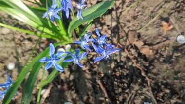 Mor küçük kar tanesi çiçeği. Çiçek açan mavi yapraklar ve yeşil saplı, toprakta büyüyen yapraklar. Çiçekli yatak. Seçici üreme çeşitliliği çiçekleri. Tarım çiftçiliği.