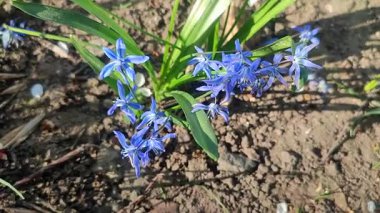 Mor küçük kar tanesi çiçeği. Çiçek açan mavi yapraklar ve yeşil saplı, toprakta büyüyen yapraklar. Çiçekli yatak. Seçici üreme çeşitliliği çiçekleri. Tarım çiftçiliği.