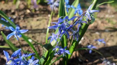 Mor küçük kar tanesi çiçeği. Çiçek açan mavi yapraklar ve yeşil saplı, toprakta büyüyen yapraklar. Çiçekli yatak. Seçici üreme çeşitliliği çiçekleri. Tarım çiftçiliği.