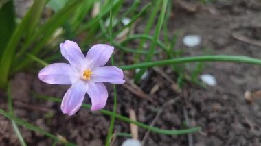 Mor küçük chionodoxa çiçeği yaklaş. Mor taç yapraklarıyla çiçek açan, yerde büyüyen sarı mantarlar. Çiçekli yatak. Seçici üreme çeşitliliği çiçekleri. Dikey Tarım Bahçeciliği